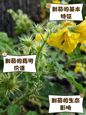 刺茄