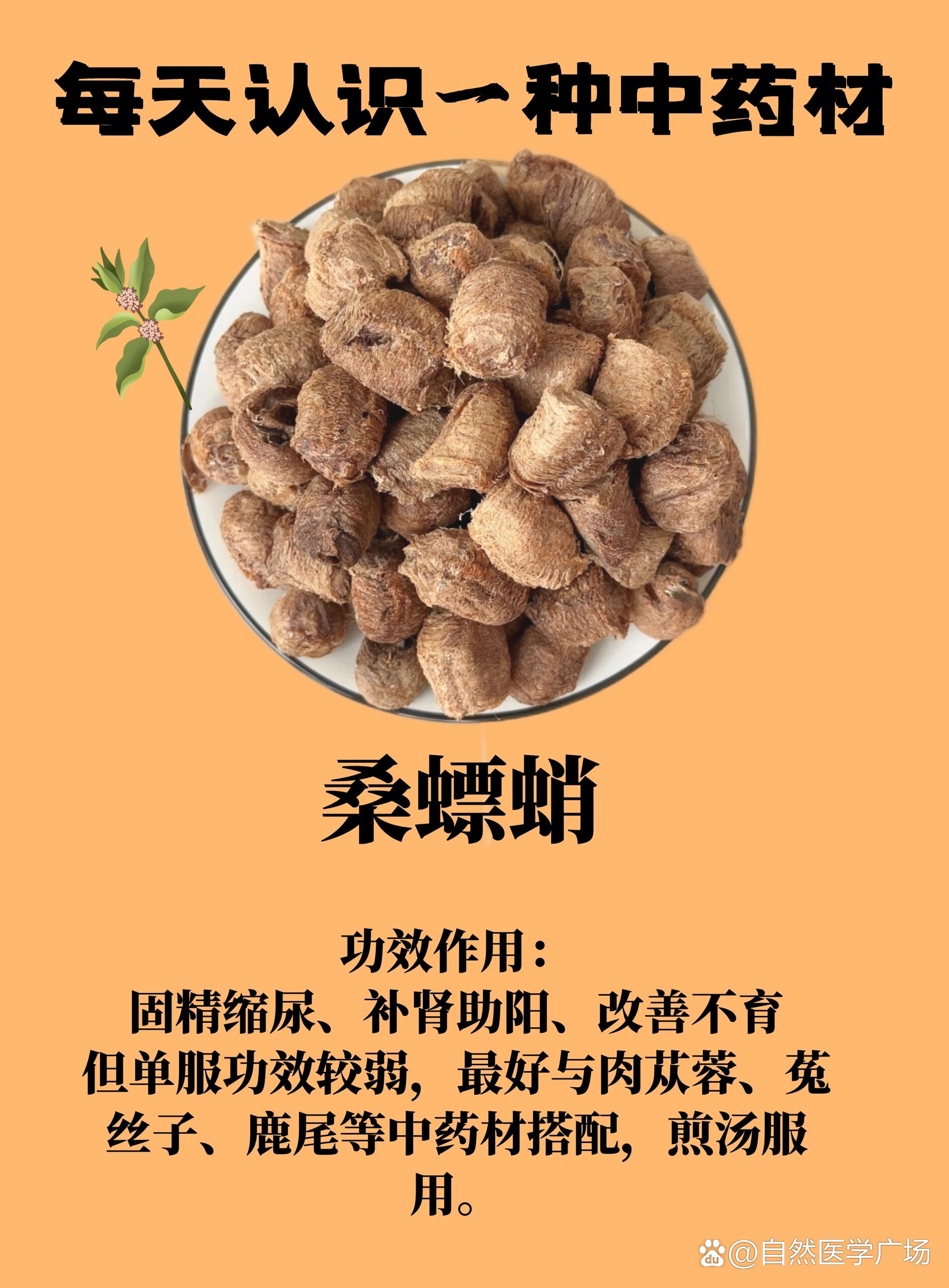 每日认识一种中药材:桑螵蛸