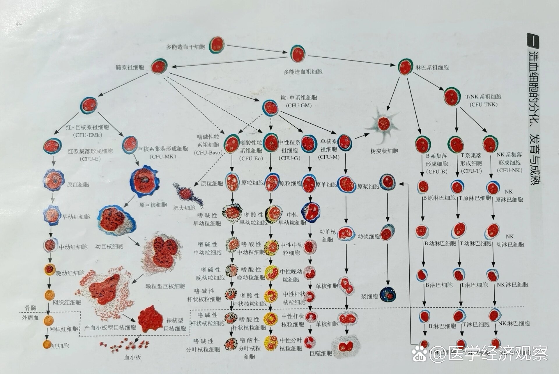 血细胞发育演变规律图图片