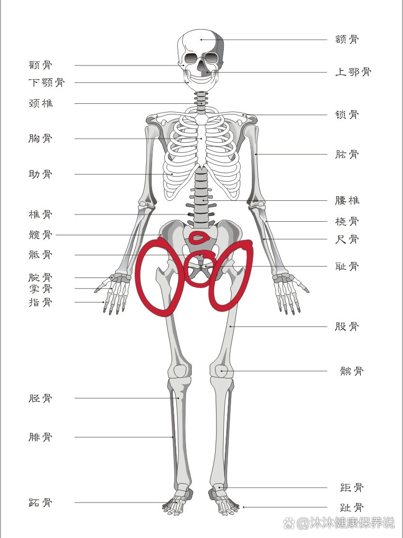 一坐屁股沟中间骨头疼图片