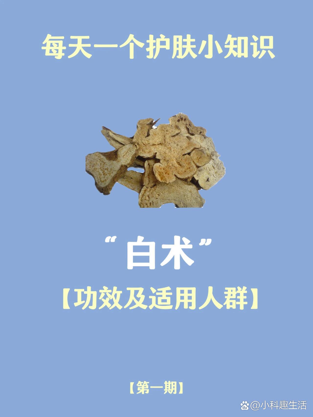 白松白术图片