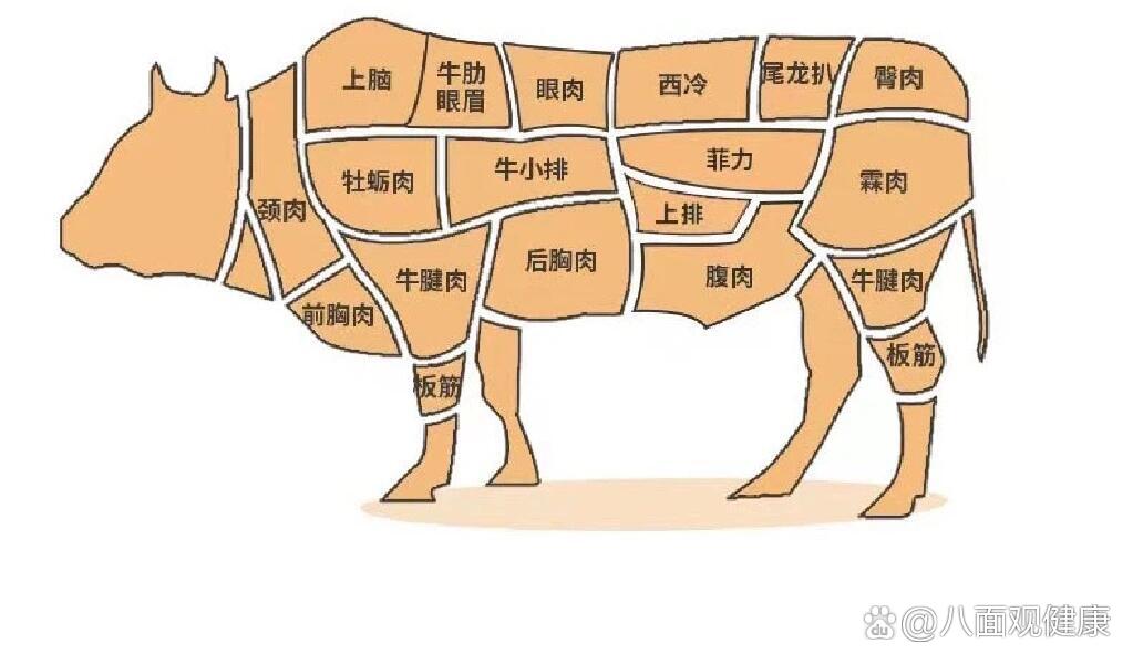 牛肉各个部位名称图片