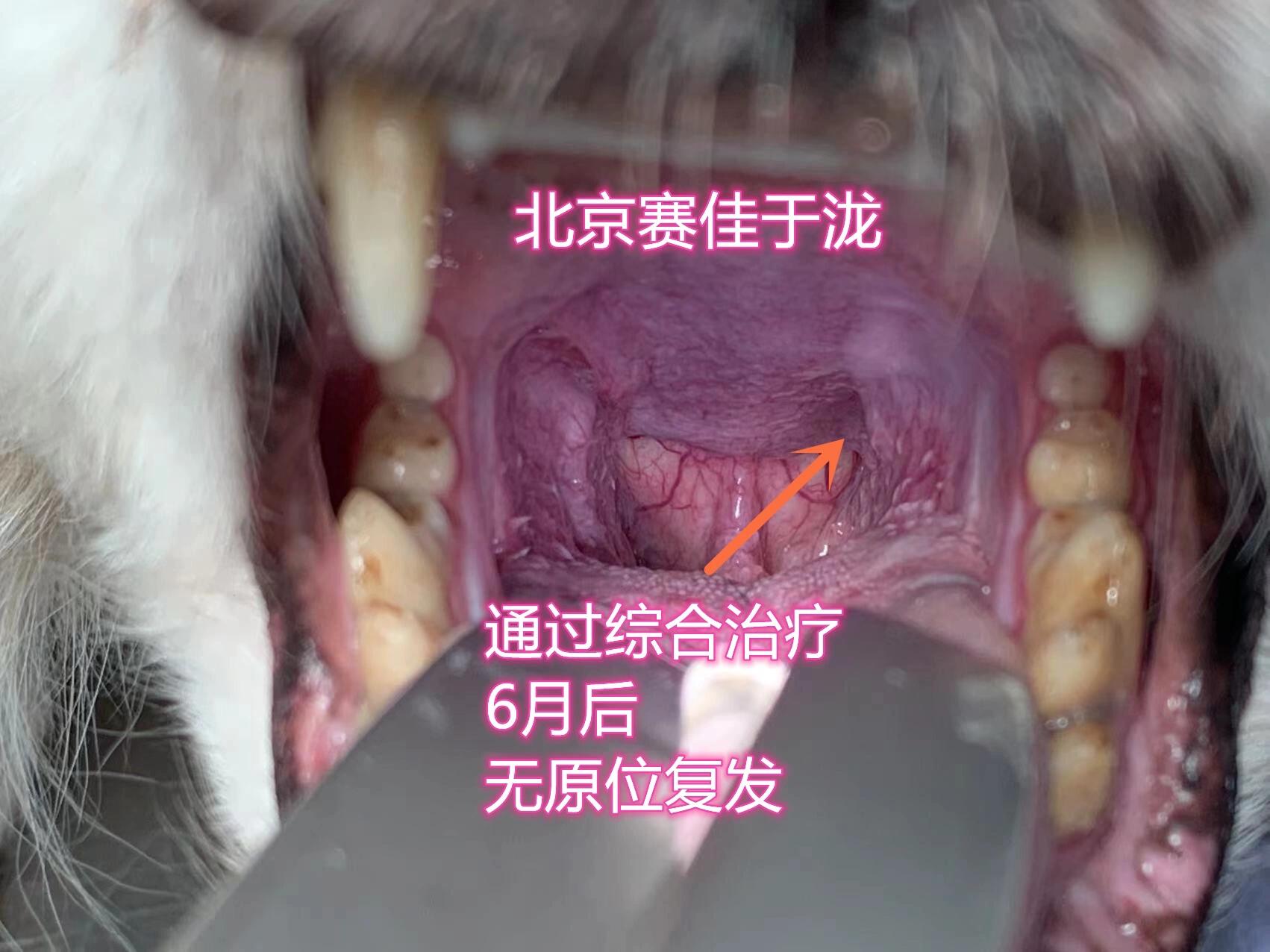 狗狗扁桃体鳞状细胞癌
