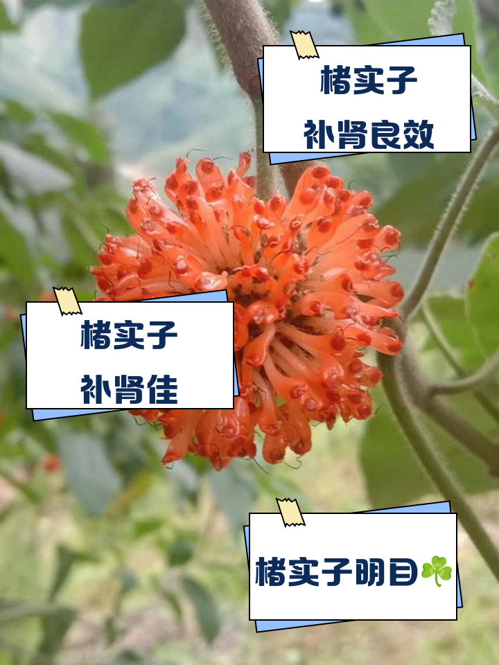 楮实子青果功效
