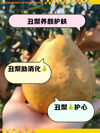 丑梨的功效和作用