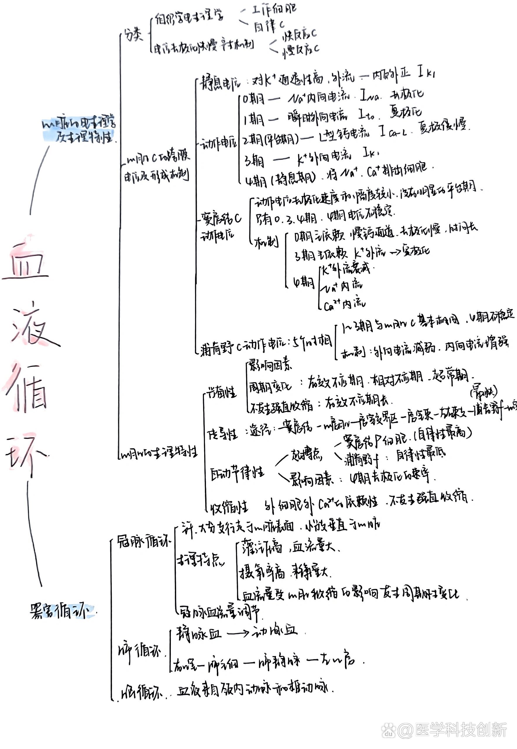 人体的循环思维导图图片