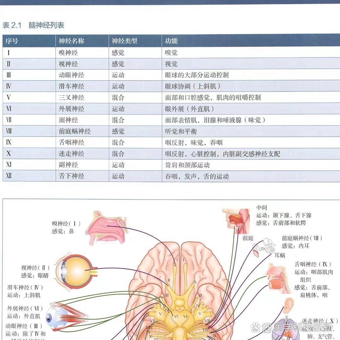 "12对脑神经"基本概述及速记