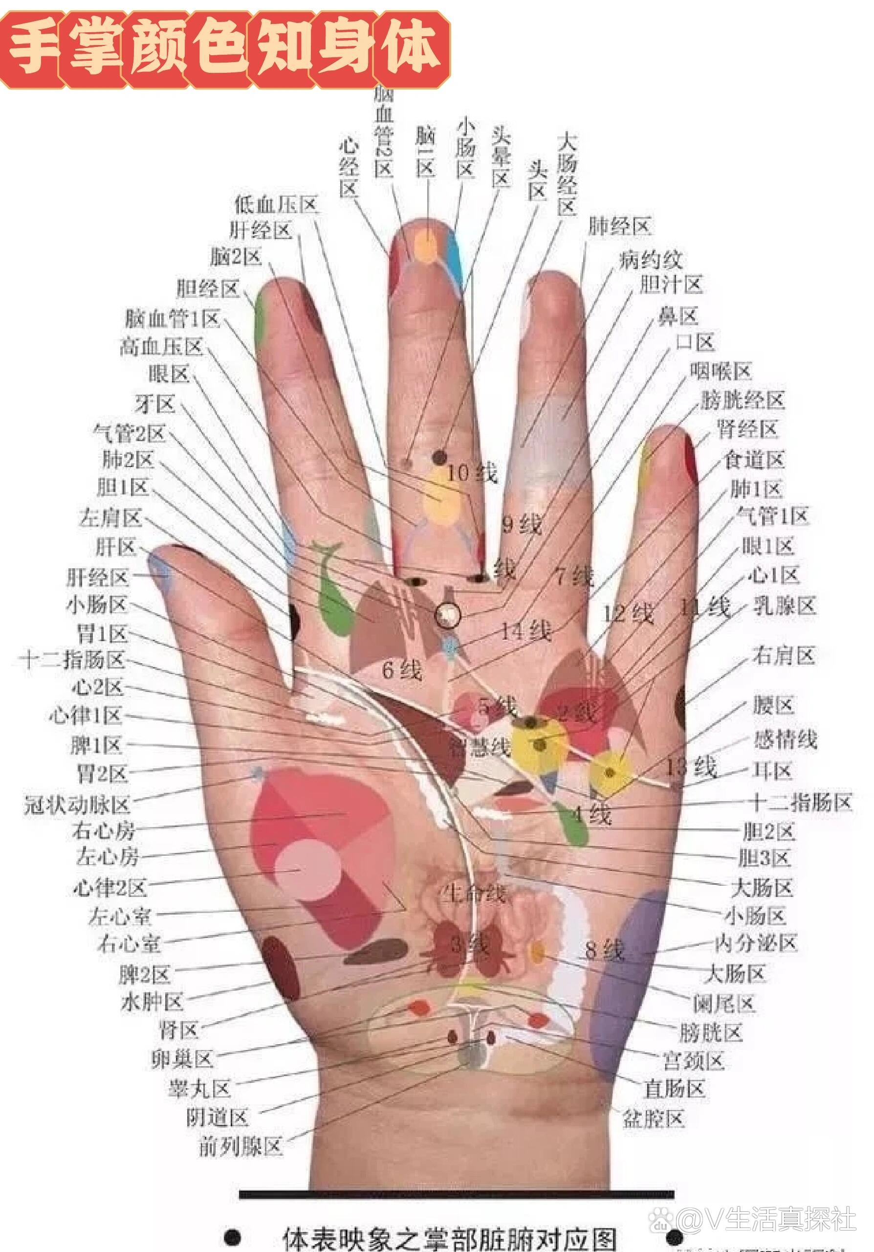 康露生物:手掌颜色知疾病