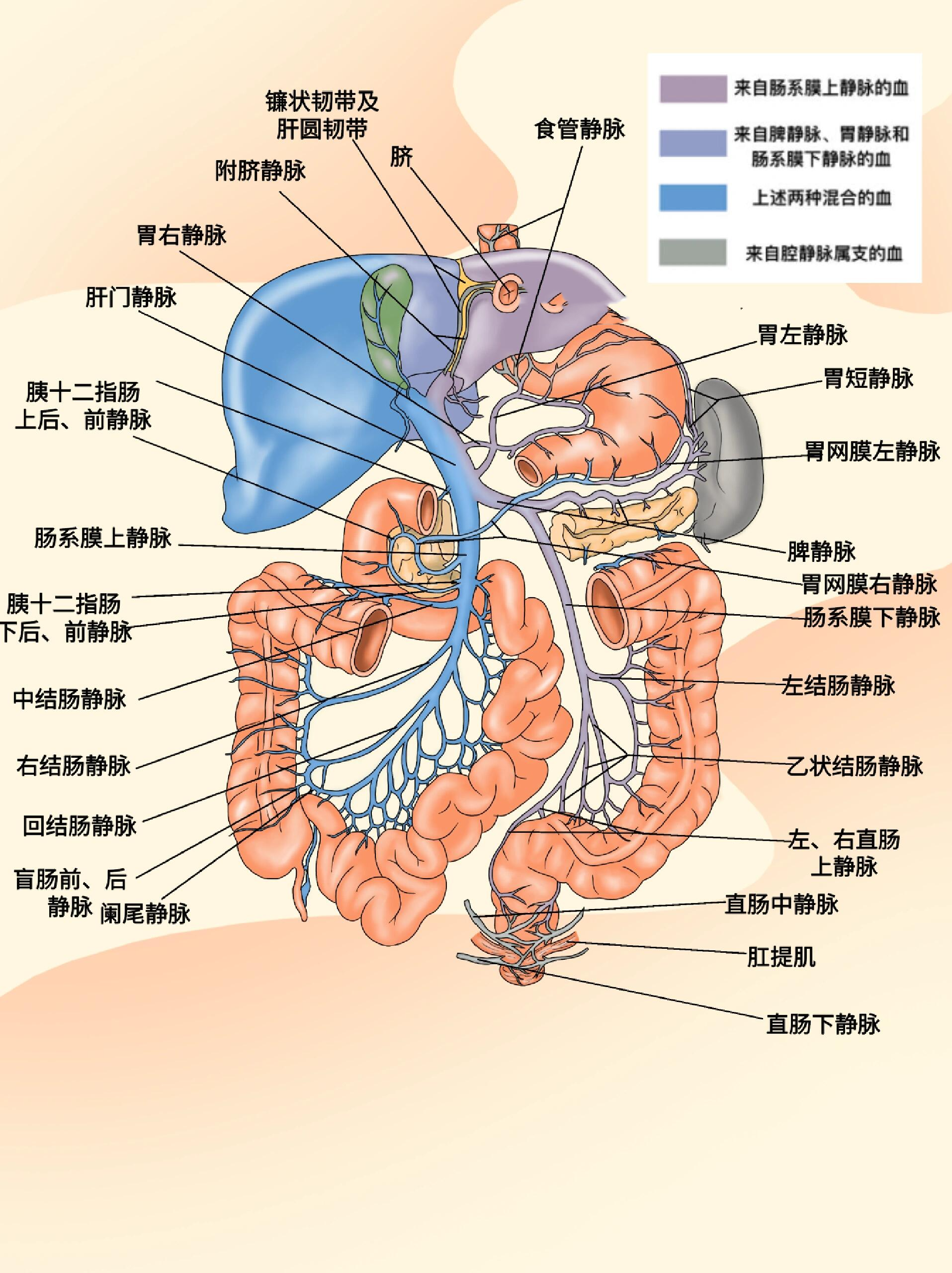门腔静脉吻合