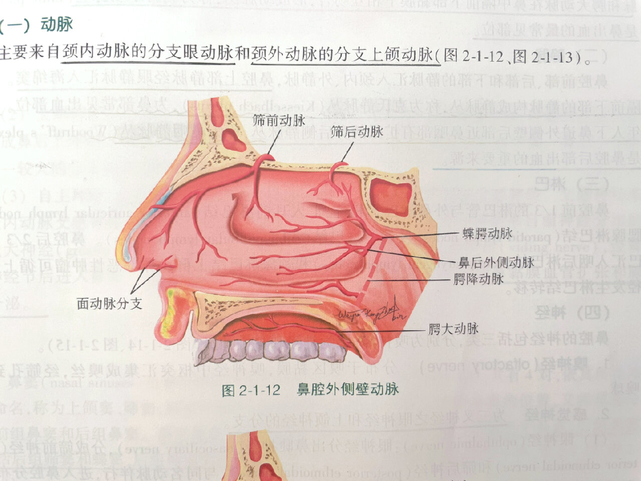 正常鼻咽部解剖图图片