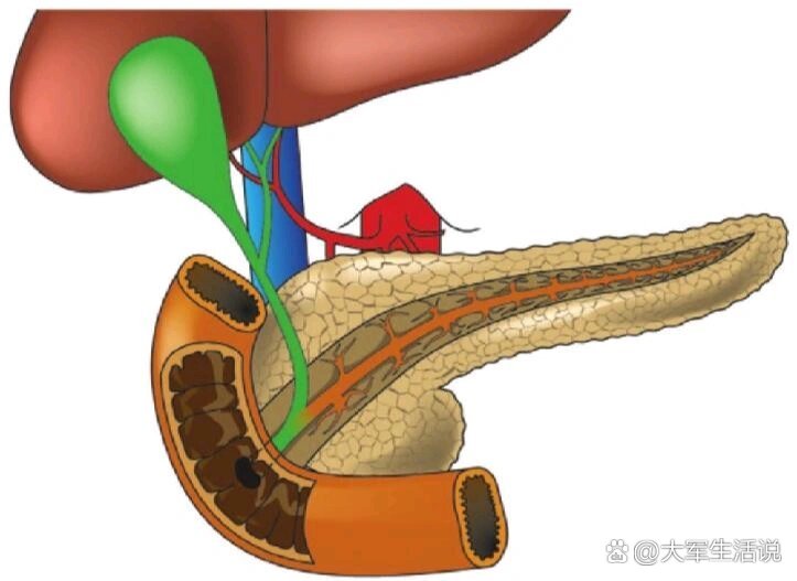 胰管(浅黄色的胰腺中央的橙棕色导管)穿过胰腺,与胆总管相连,两根管道