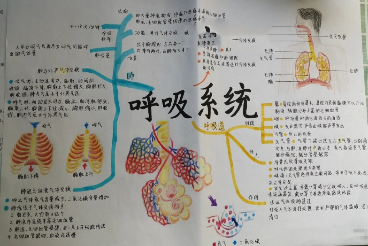 生物思维导图:呼吸系统