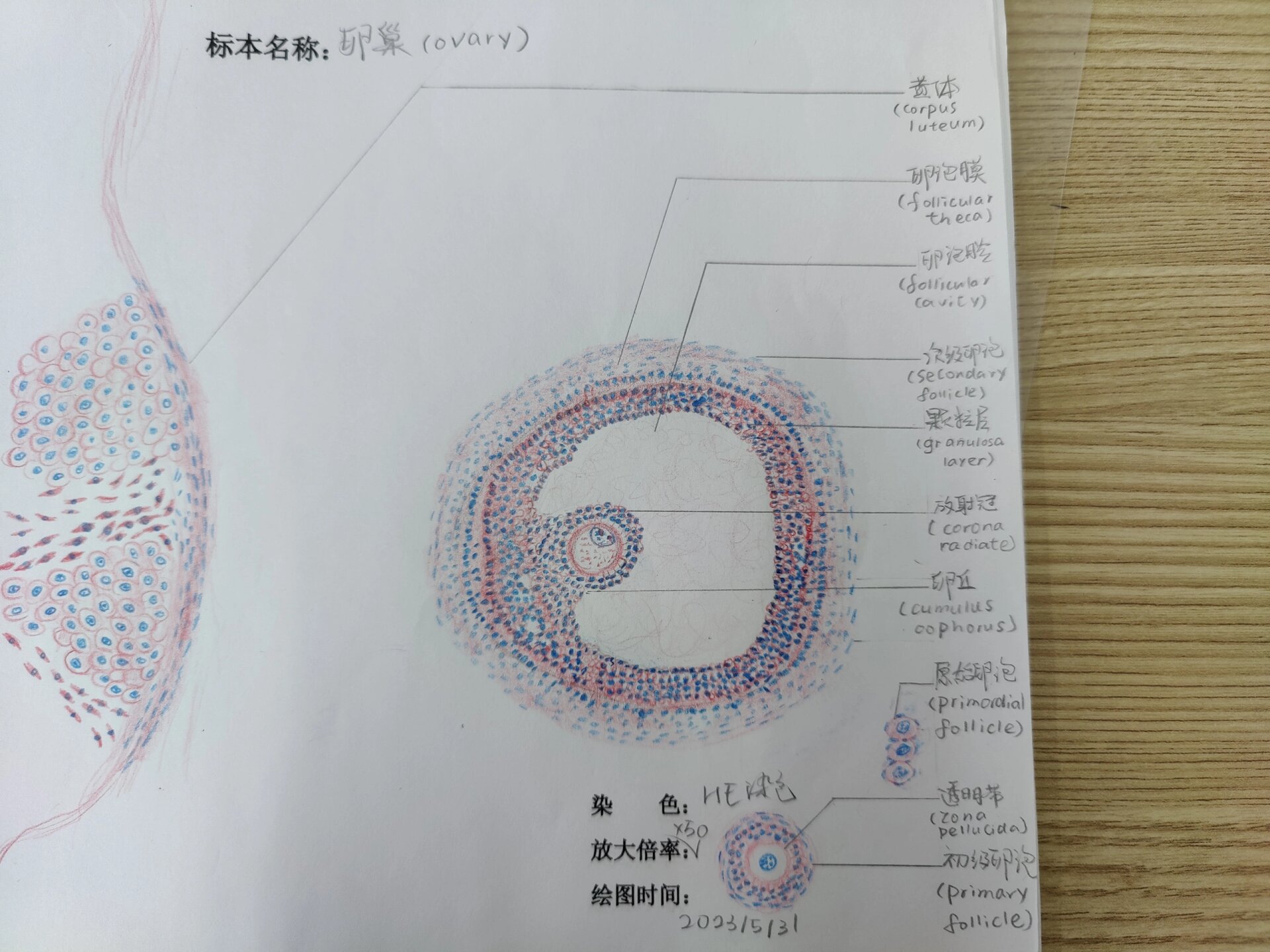 卵巢,睾丸,肾切片红蓝铅笔