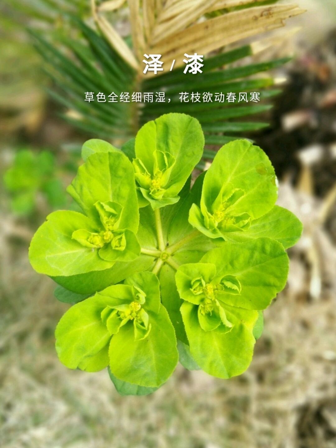 br泽漆全草可以入药一者利水消肿治疗四肢面目浮肿;二者化痰