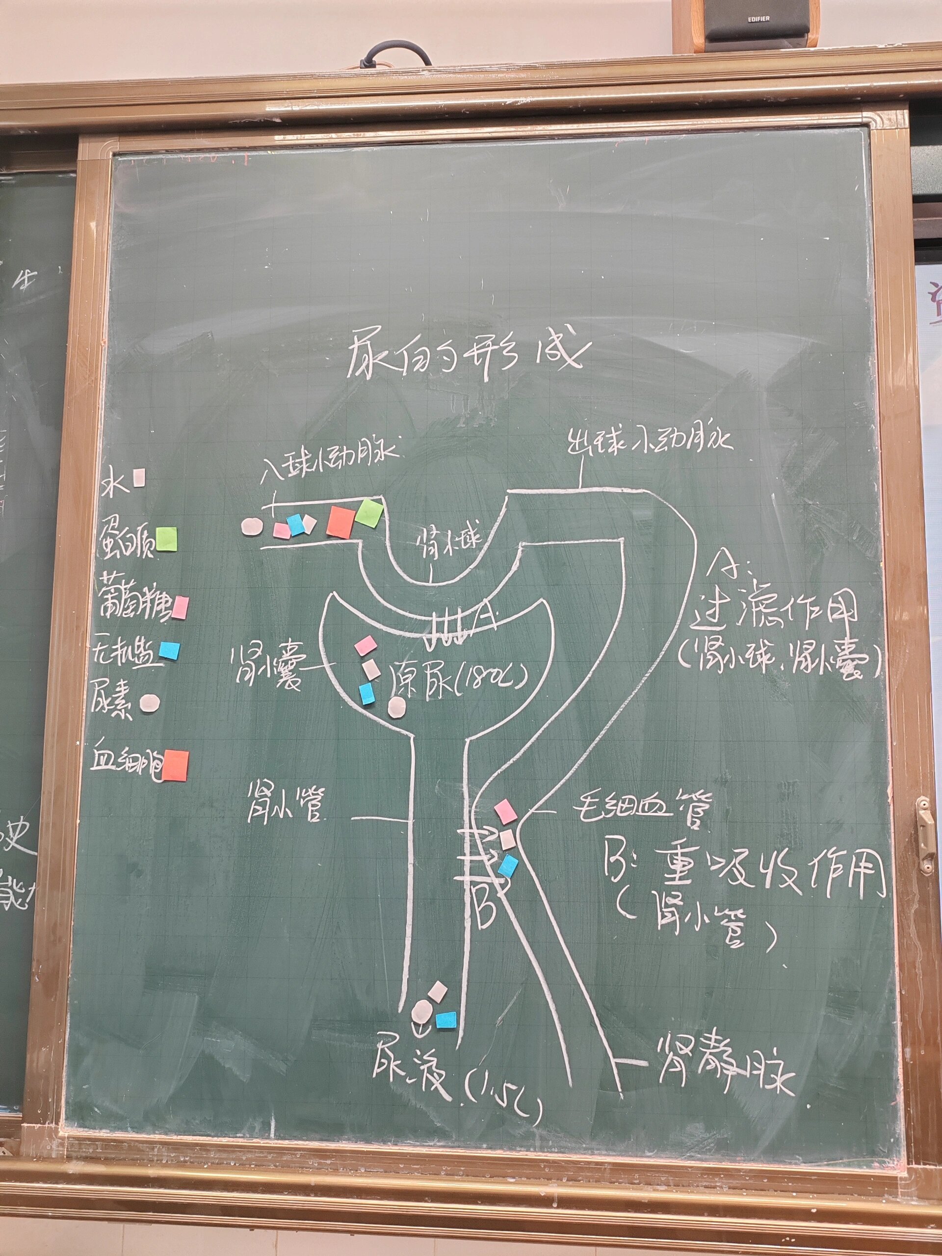 尿液的形成过程流程图图片