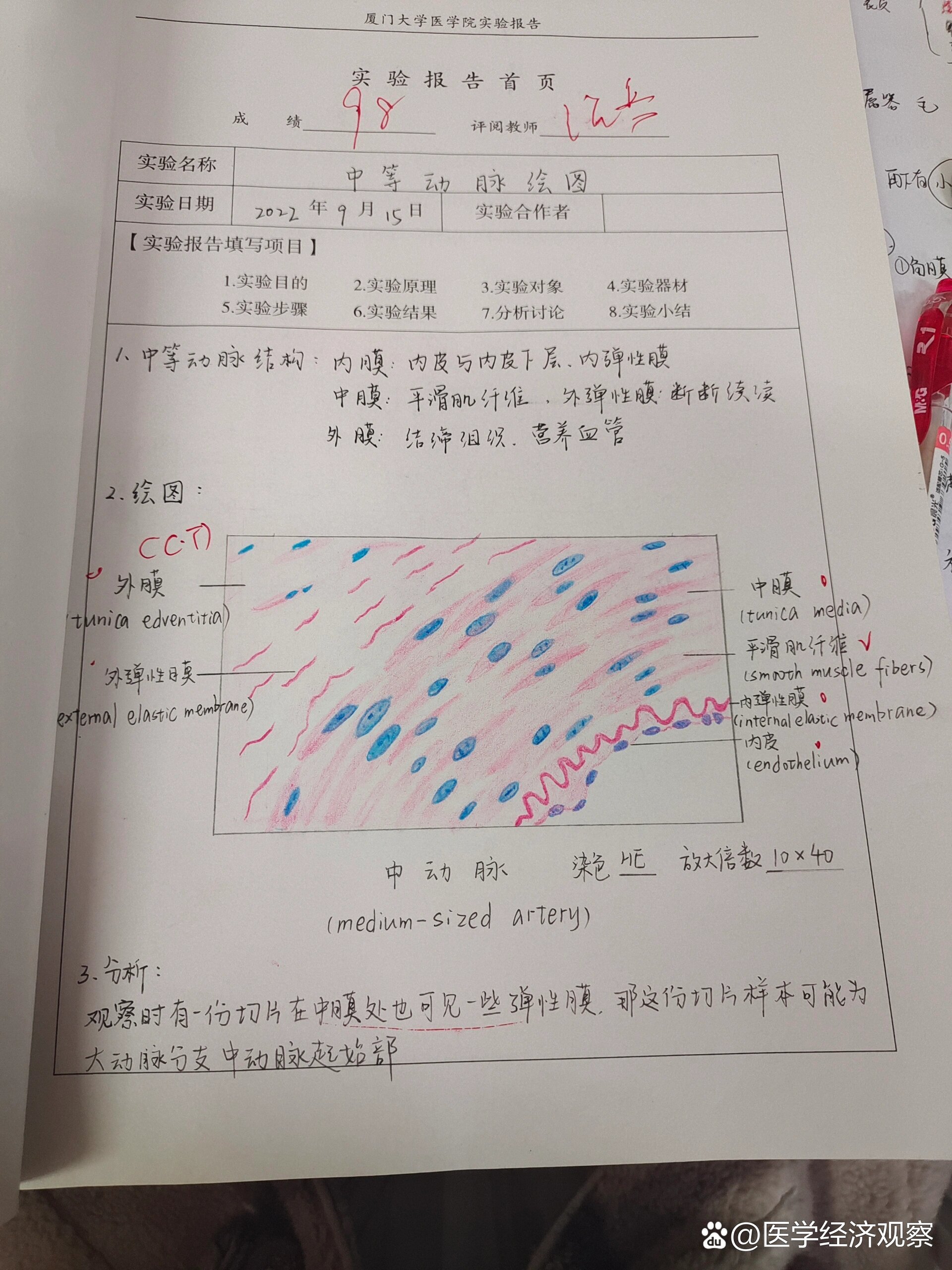 组胚切片红蓝铅笔绘图