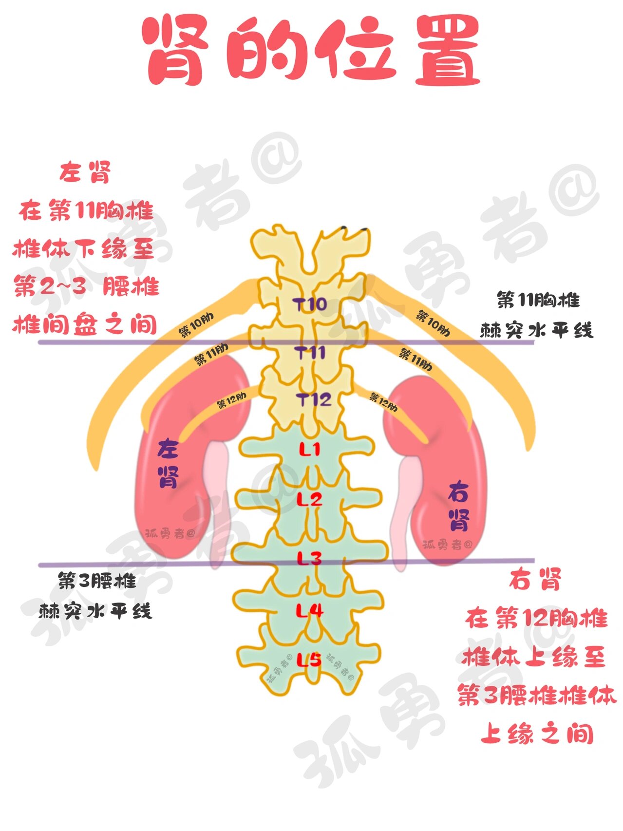 肾的位置