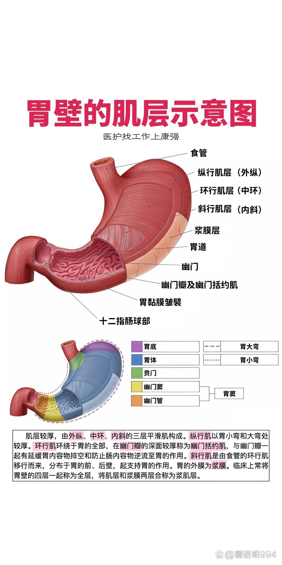 胃分层解剖图图片