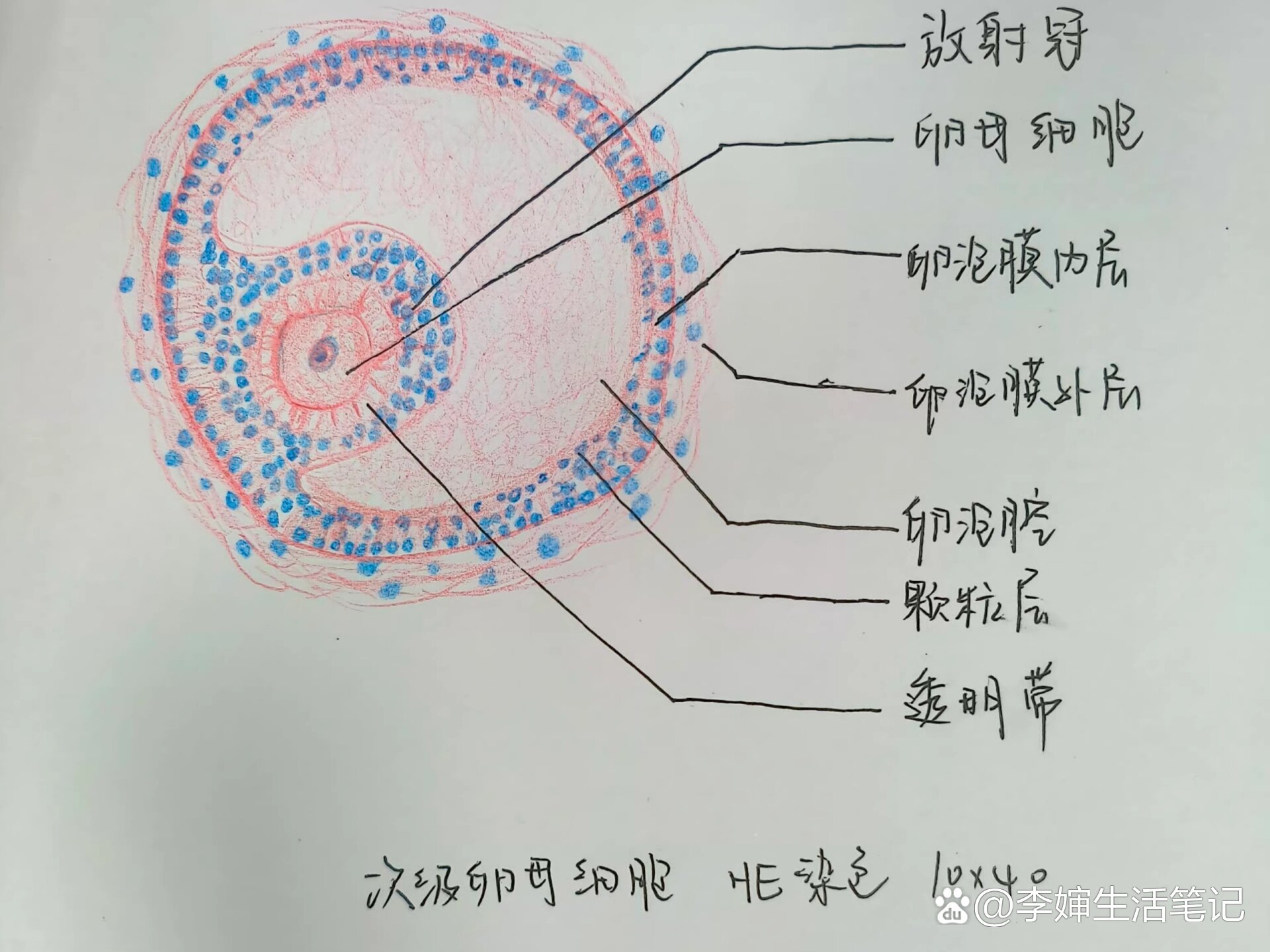 鼻息肉绘图红蓝铅笔图片