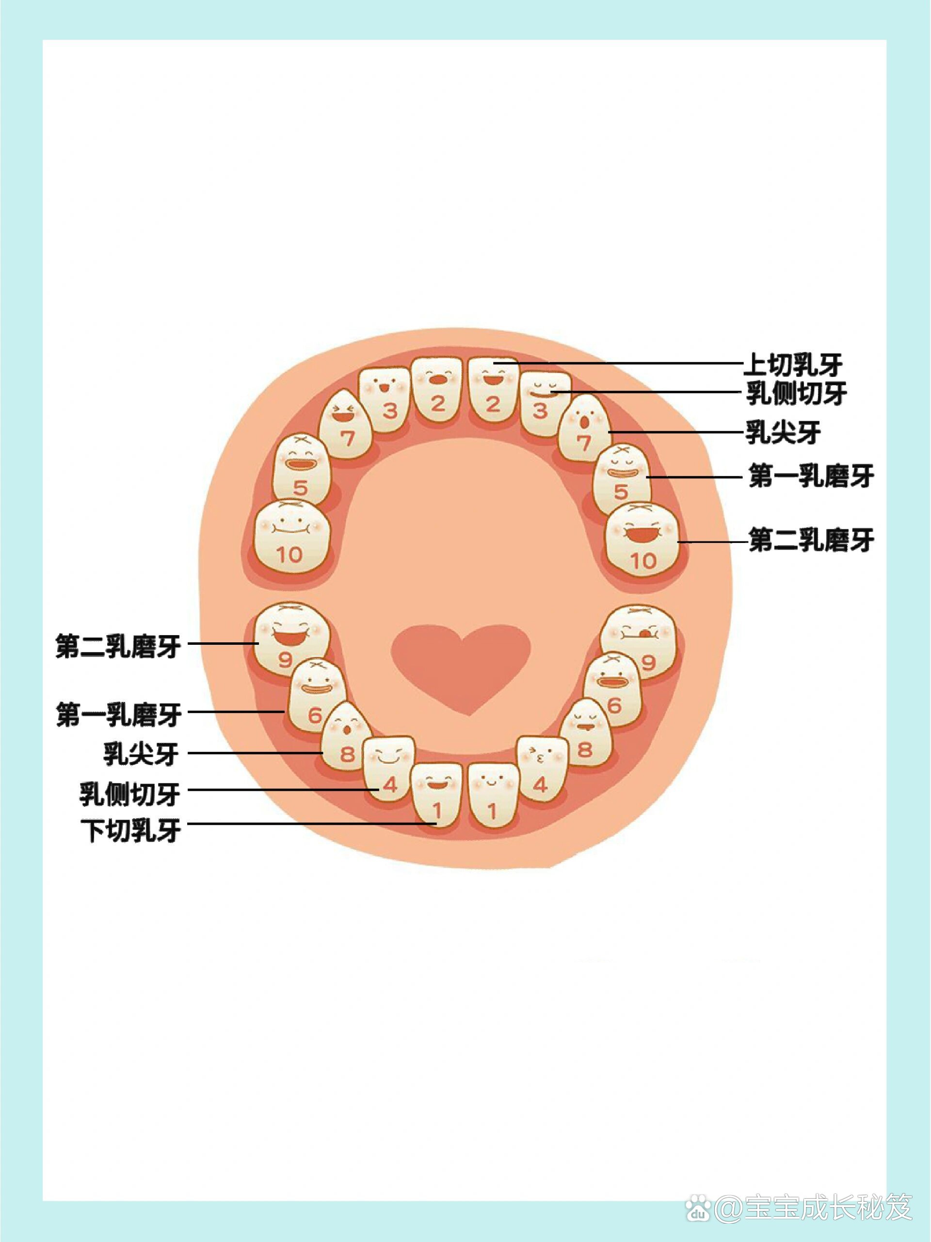 宝宝乳牙的萌发是有规律可循的