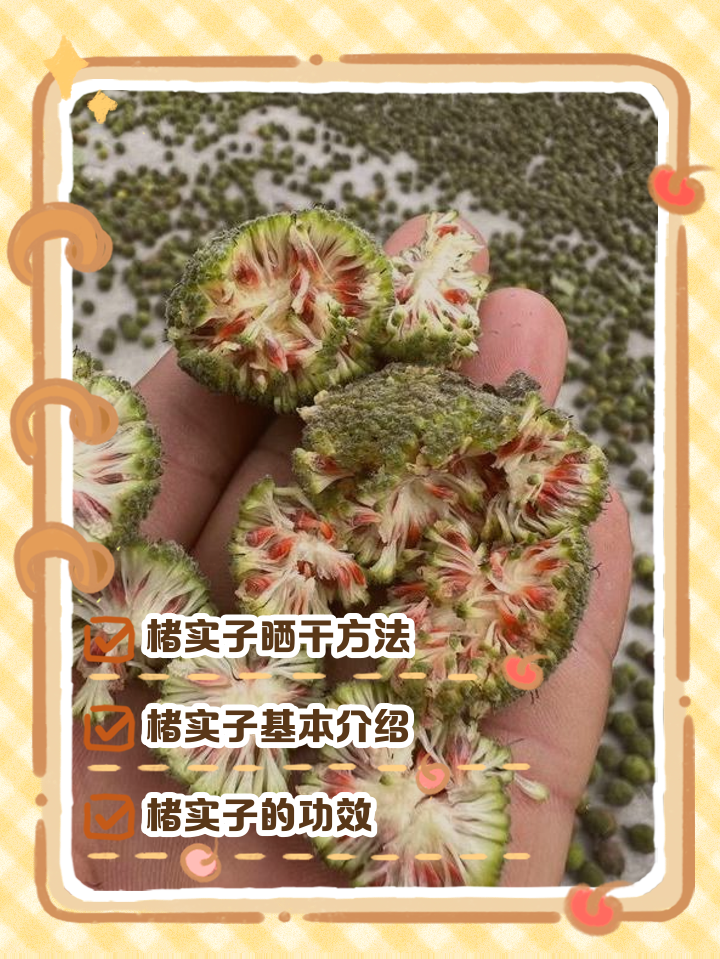 楮实子怎么晒干