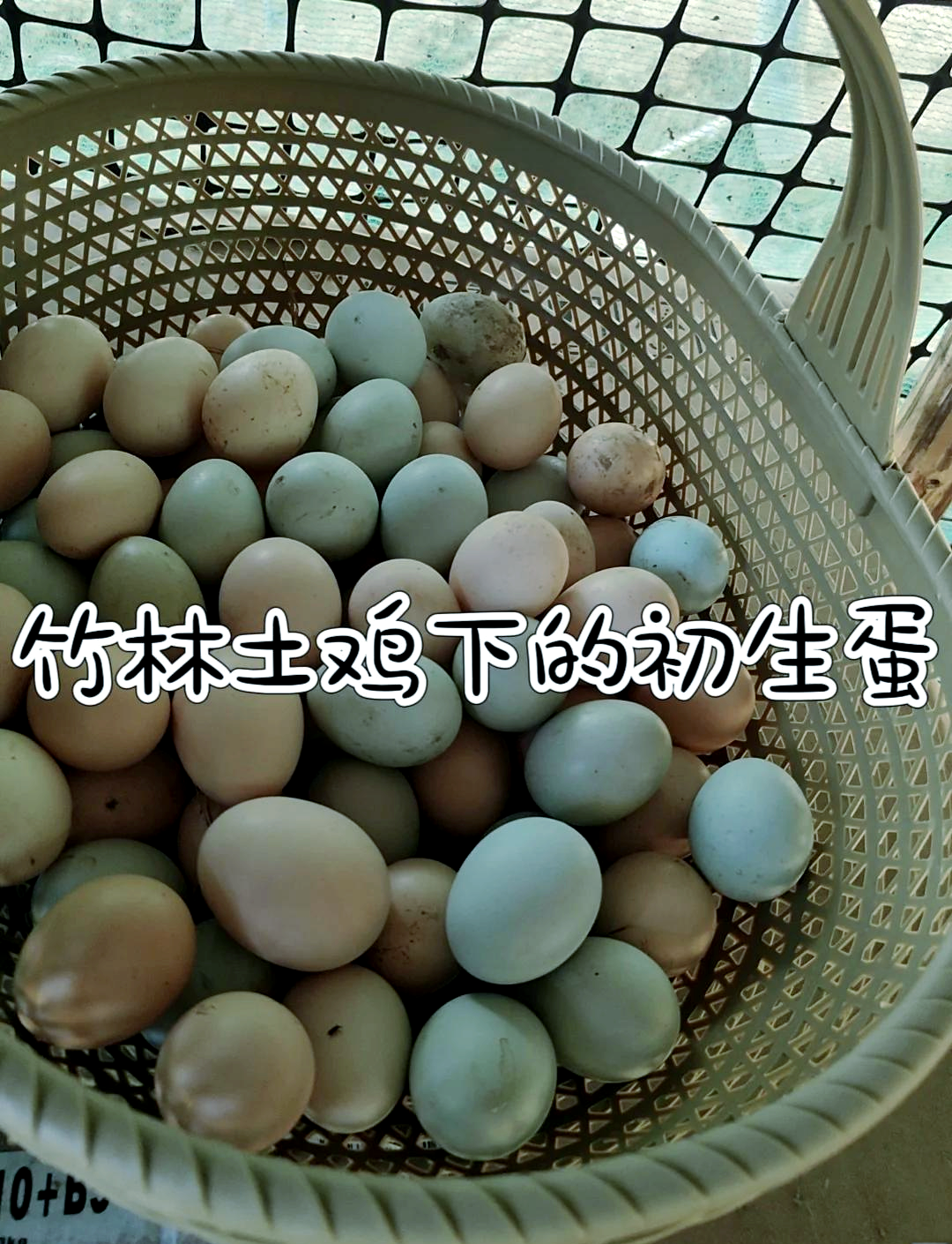 🥚初生蛋为何享有“聪明蛋”之美誉？