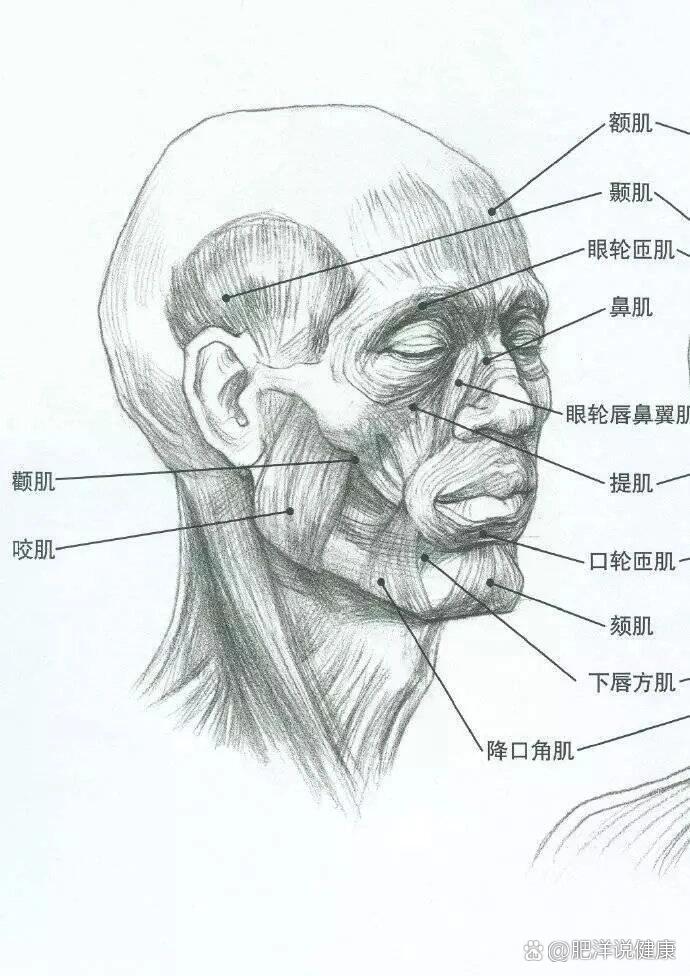 素描素材图片教程图片