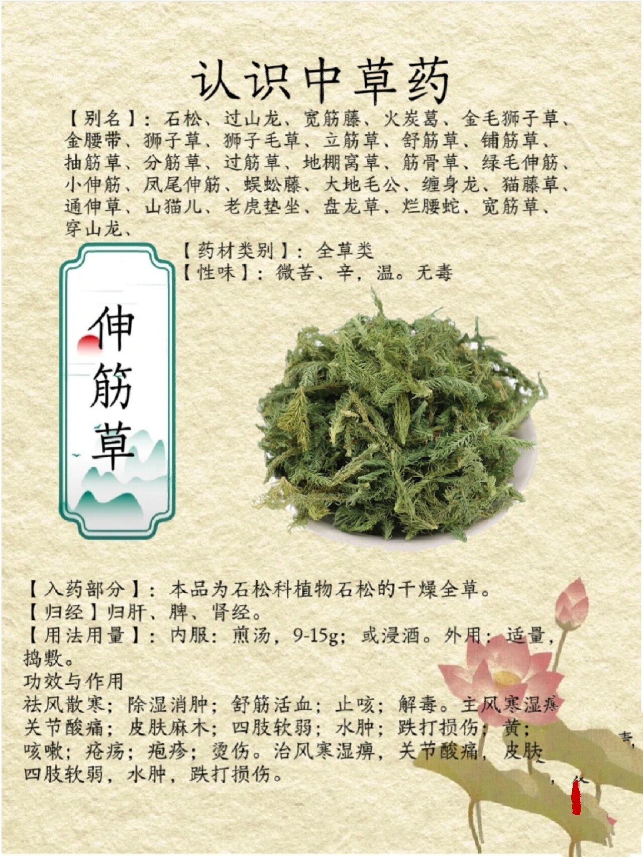 伸筋草图片 功效 作用图片