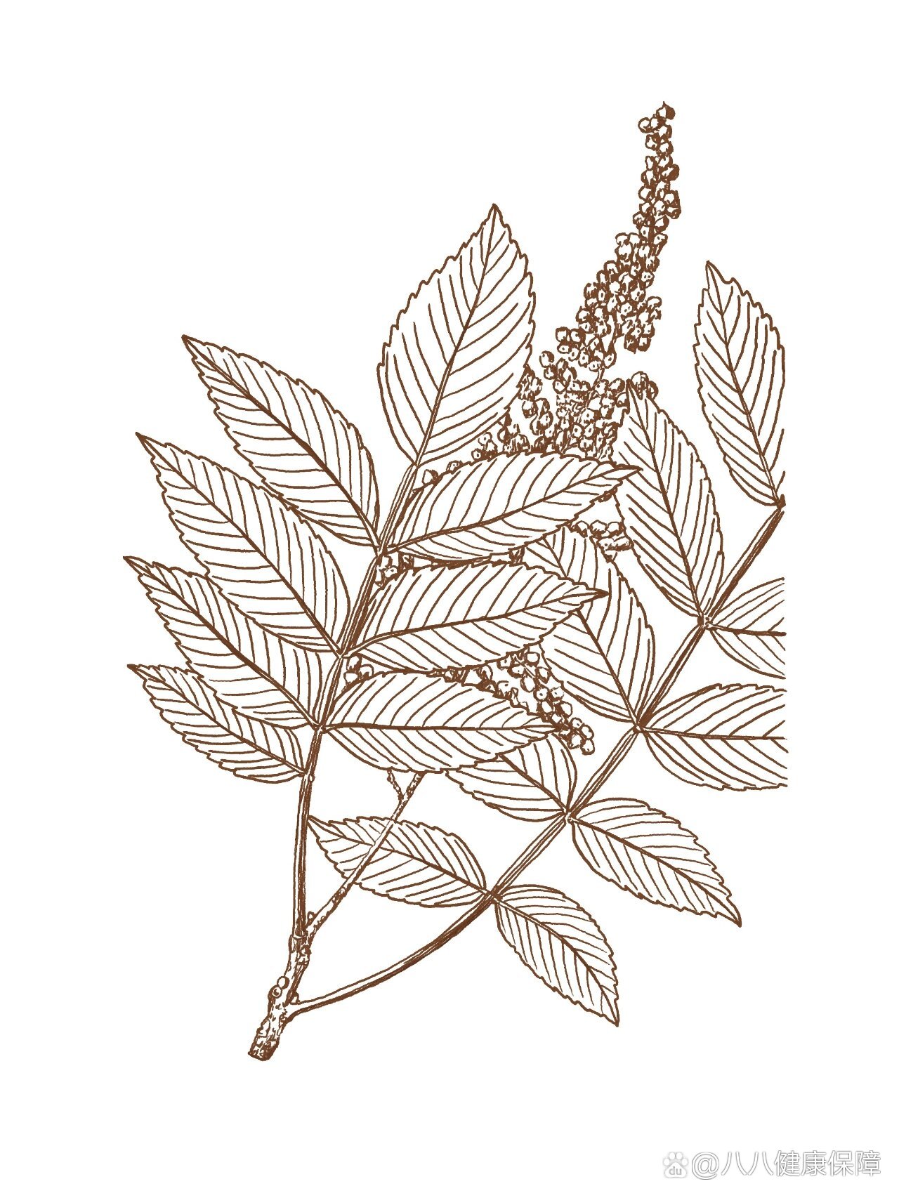 《中草药外伤类》绘画7211.盐肤木