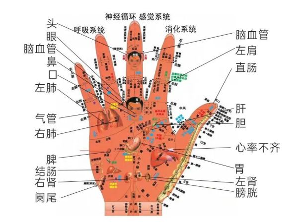 手部部位名称(高清图解大全)