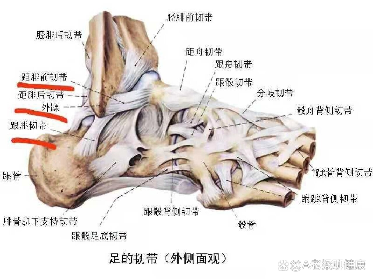 跟骨疼是什么原因图片