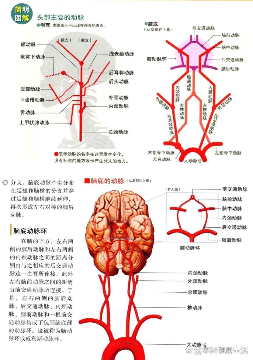 解剖学