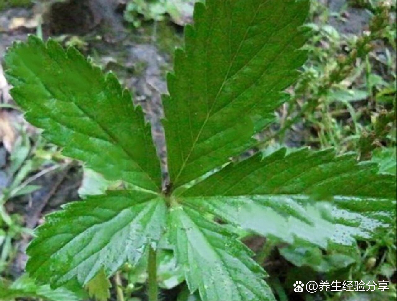 五叶止咳草图片