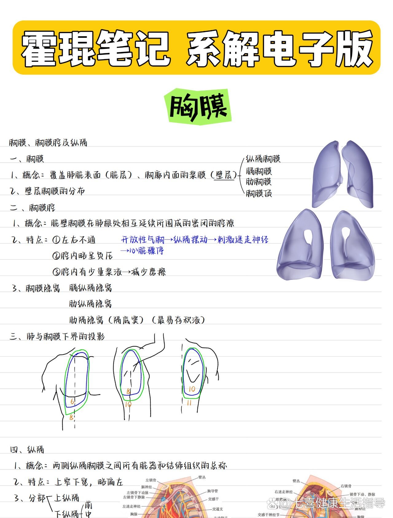 胸膜前界的体表投影图图片