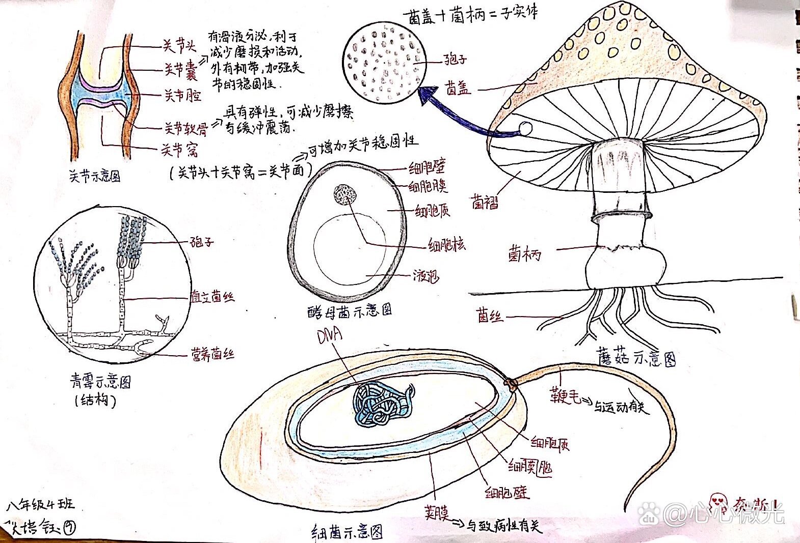 来一波细菌真菌示意图