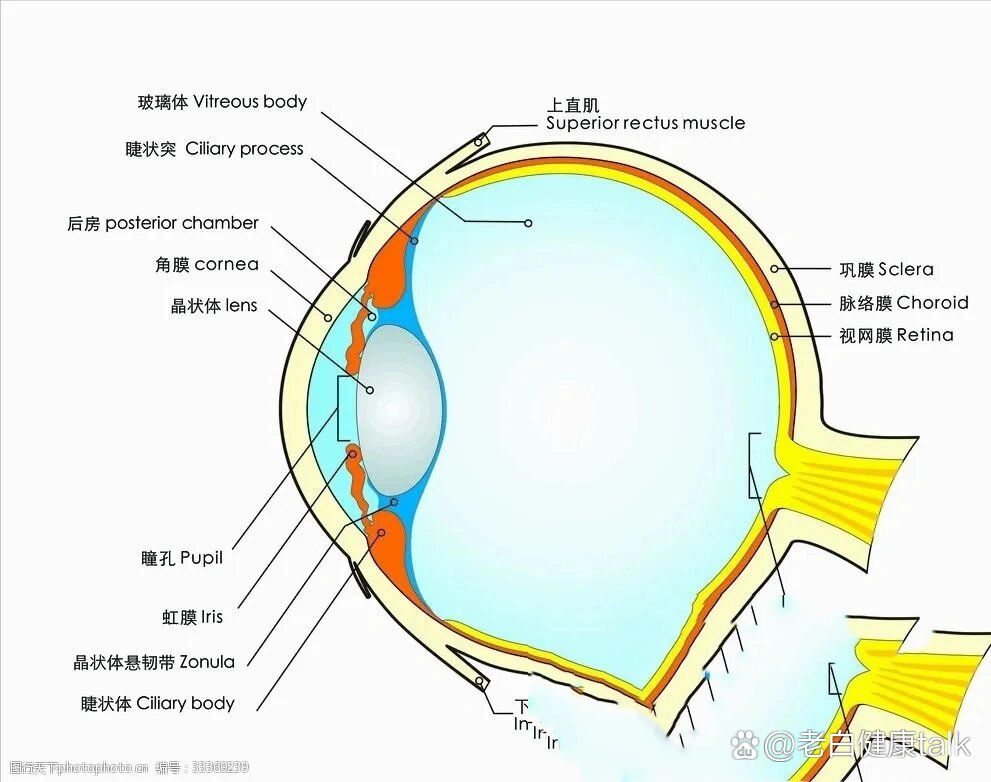 眼部结构-视网膜