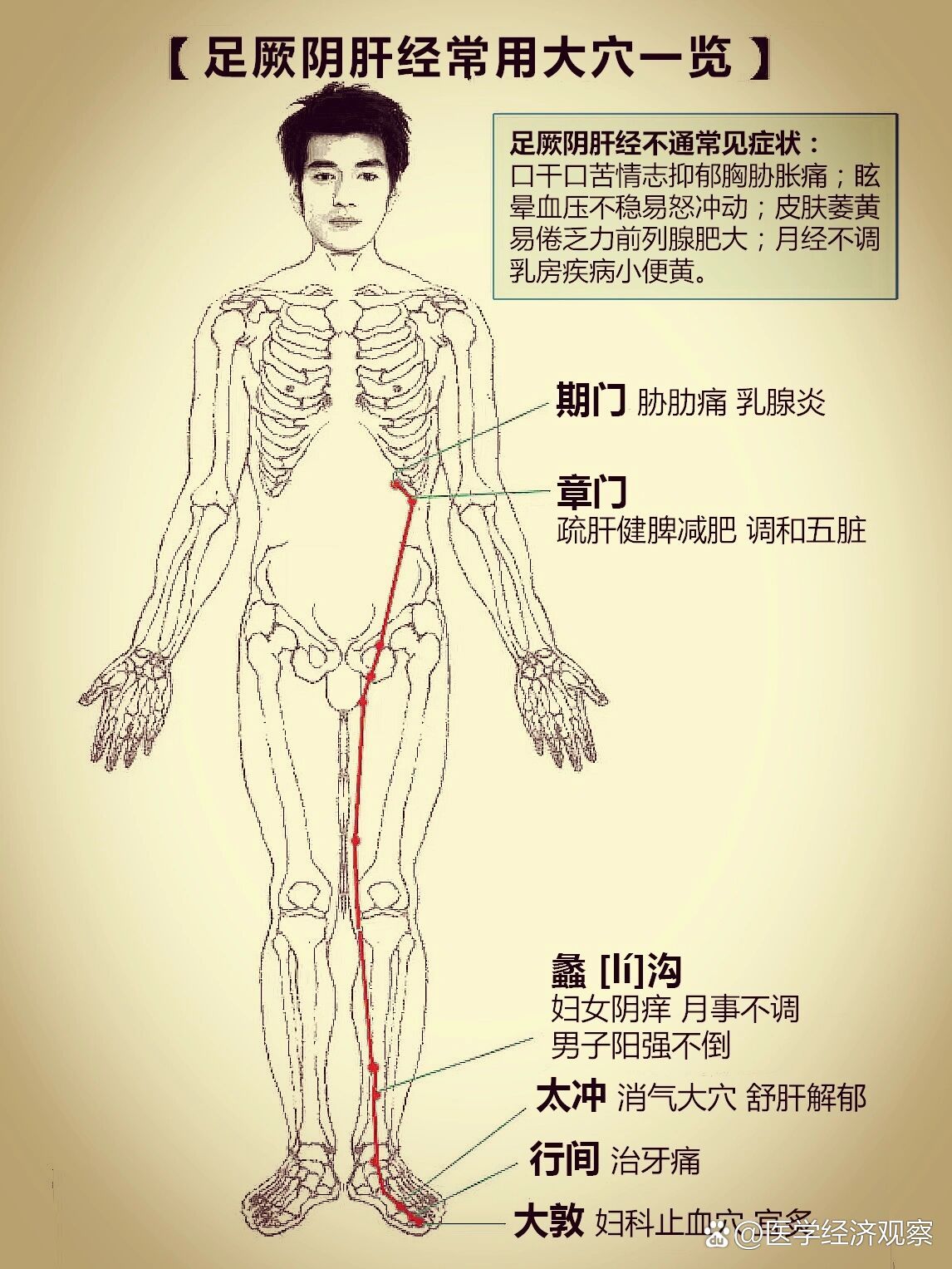 足厥阴肝经主治病症图片