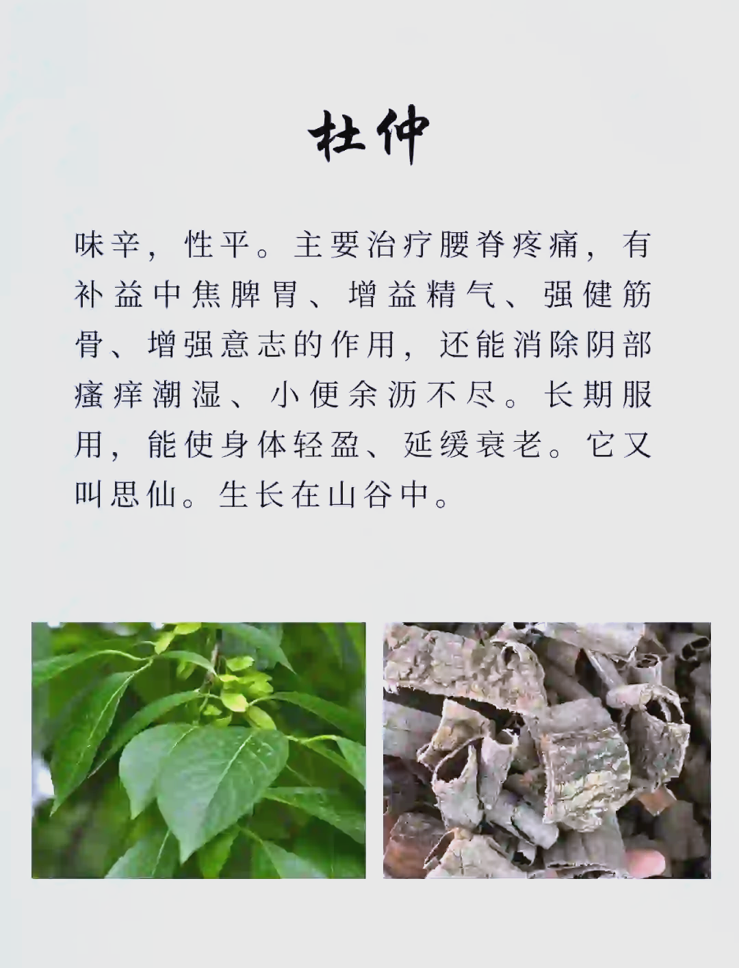 杜仲：从中药到美食的神奇之旅
