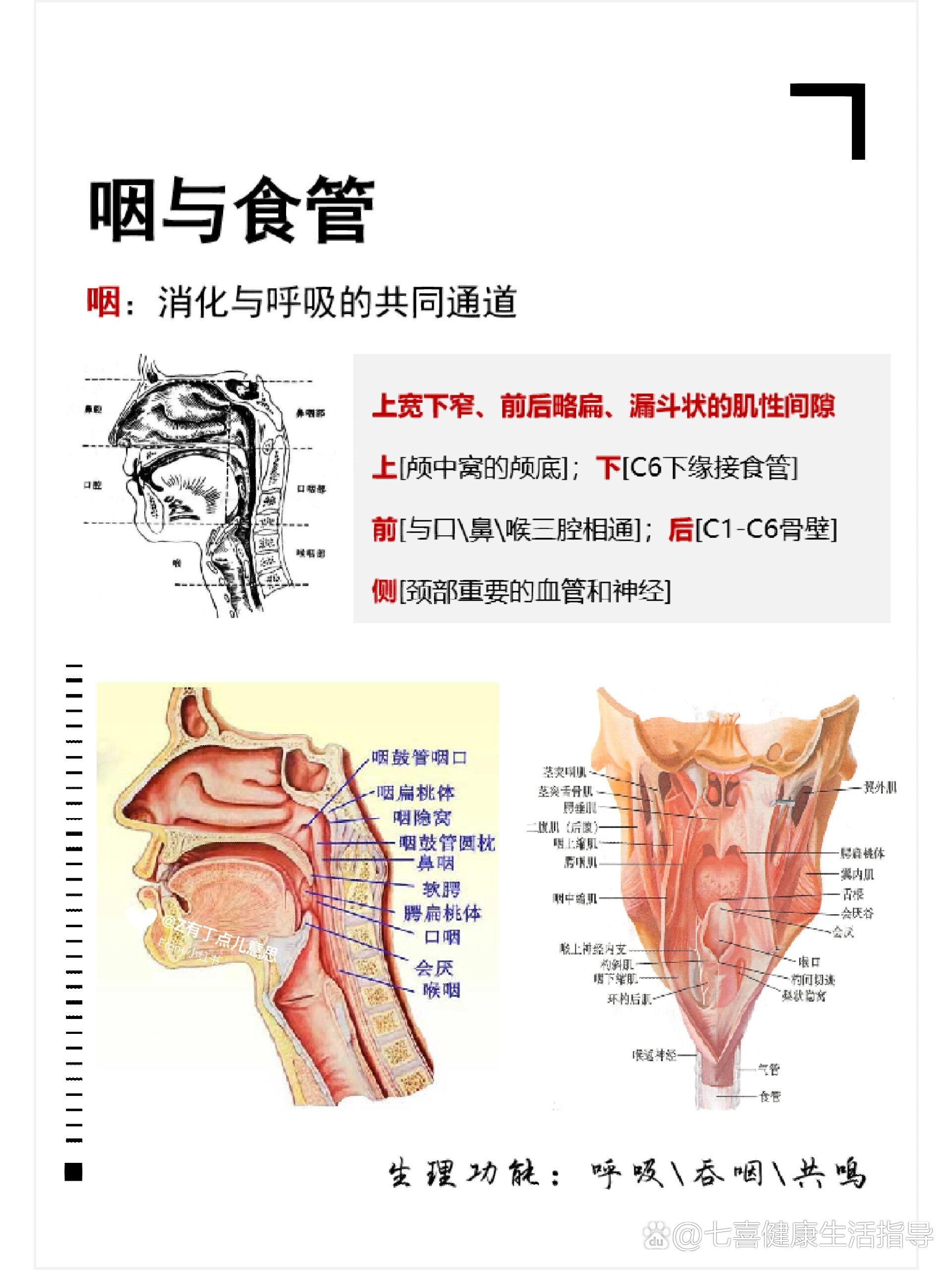 芳疗学习 no 315生理解剖@咽与食管