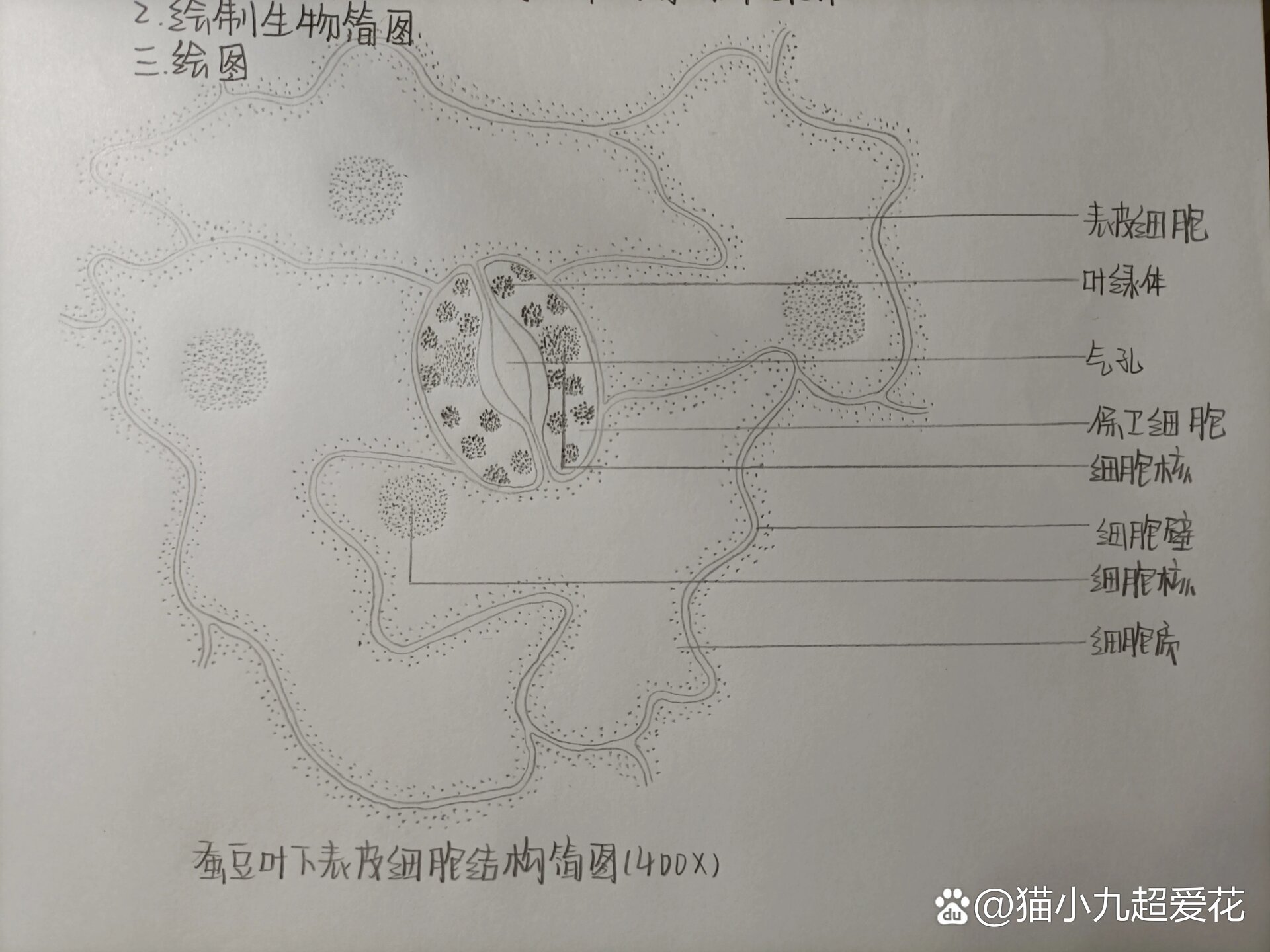 蚕豆内部结构图片