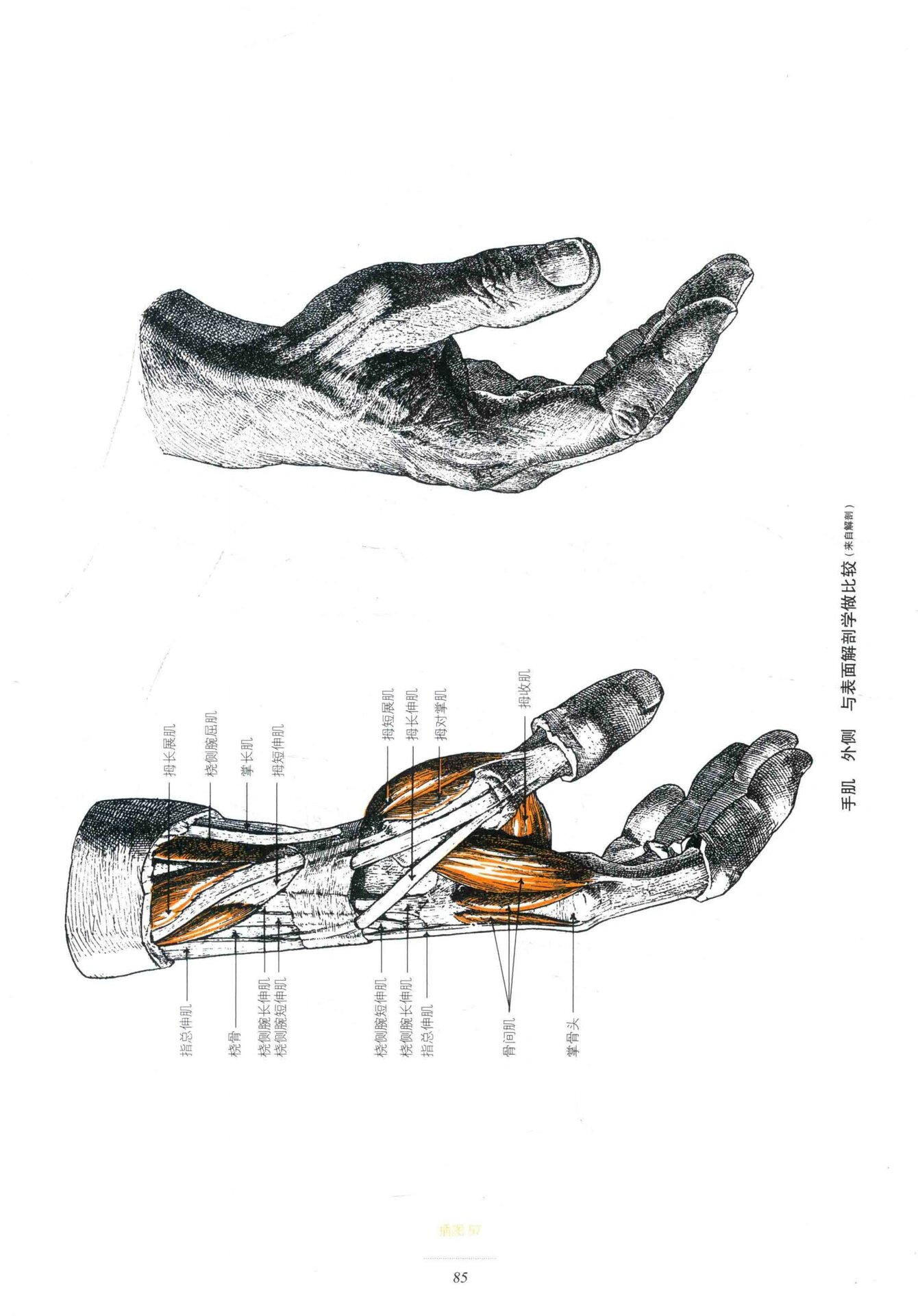 绝对不能错过的手部解剖