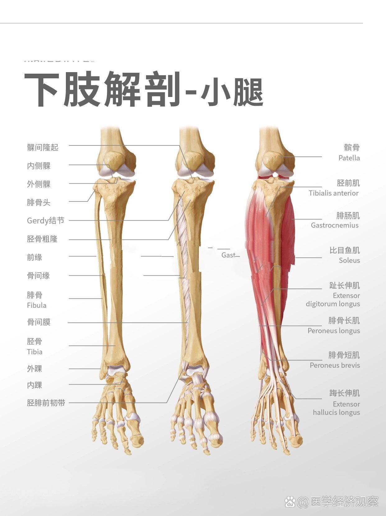 小腿解剖图谱高清图片