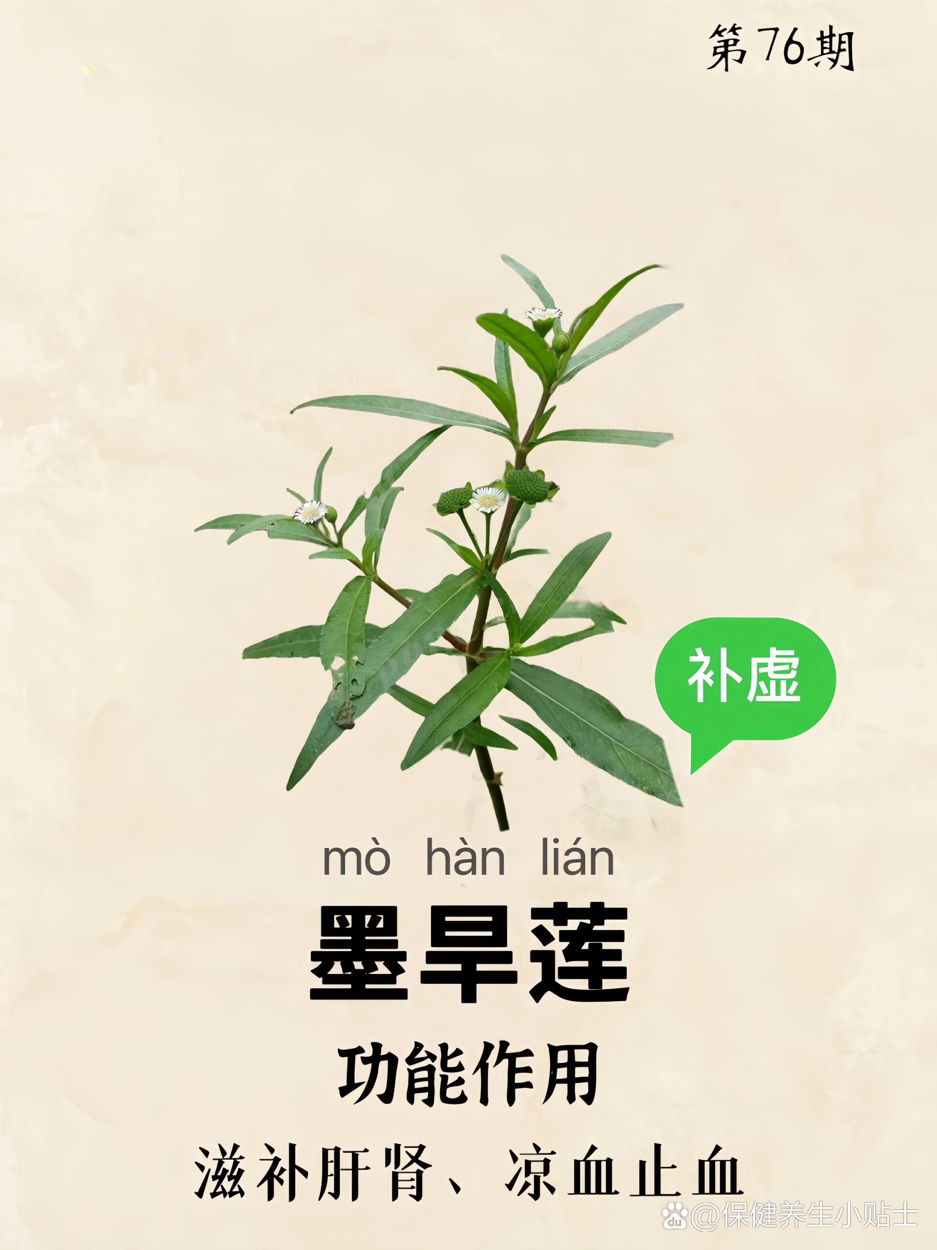 第76期61每天认识一味中草药|墨旱莲