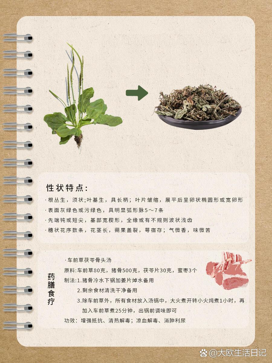 车前草介绍手抄报图片