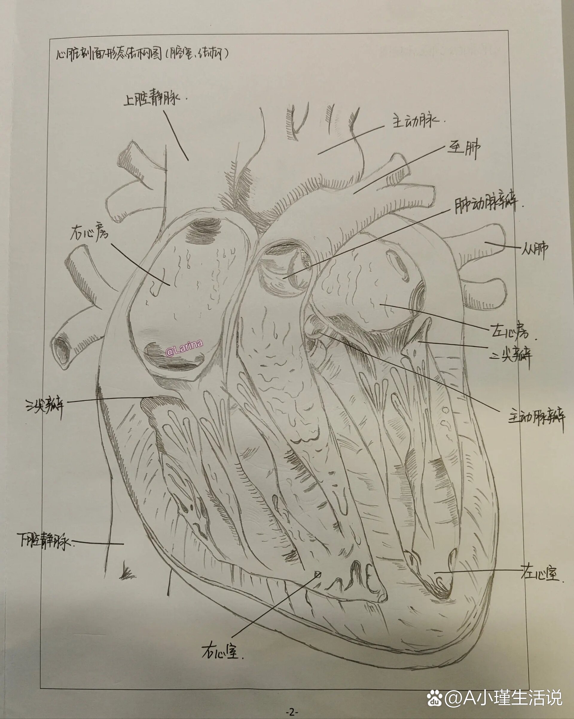 心的前面观手绘图图片