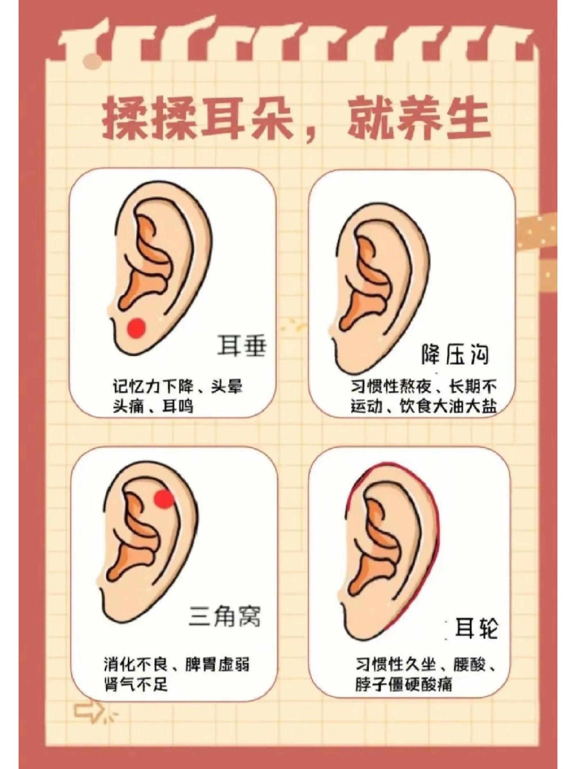 耳部降压沟的准确位置图片