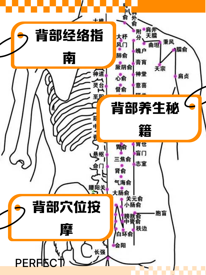 后背经络