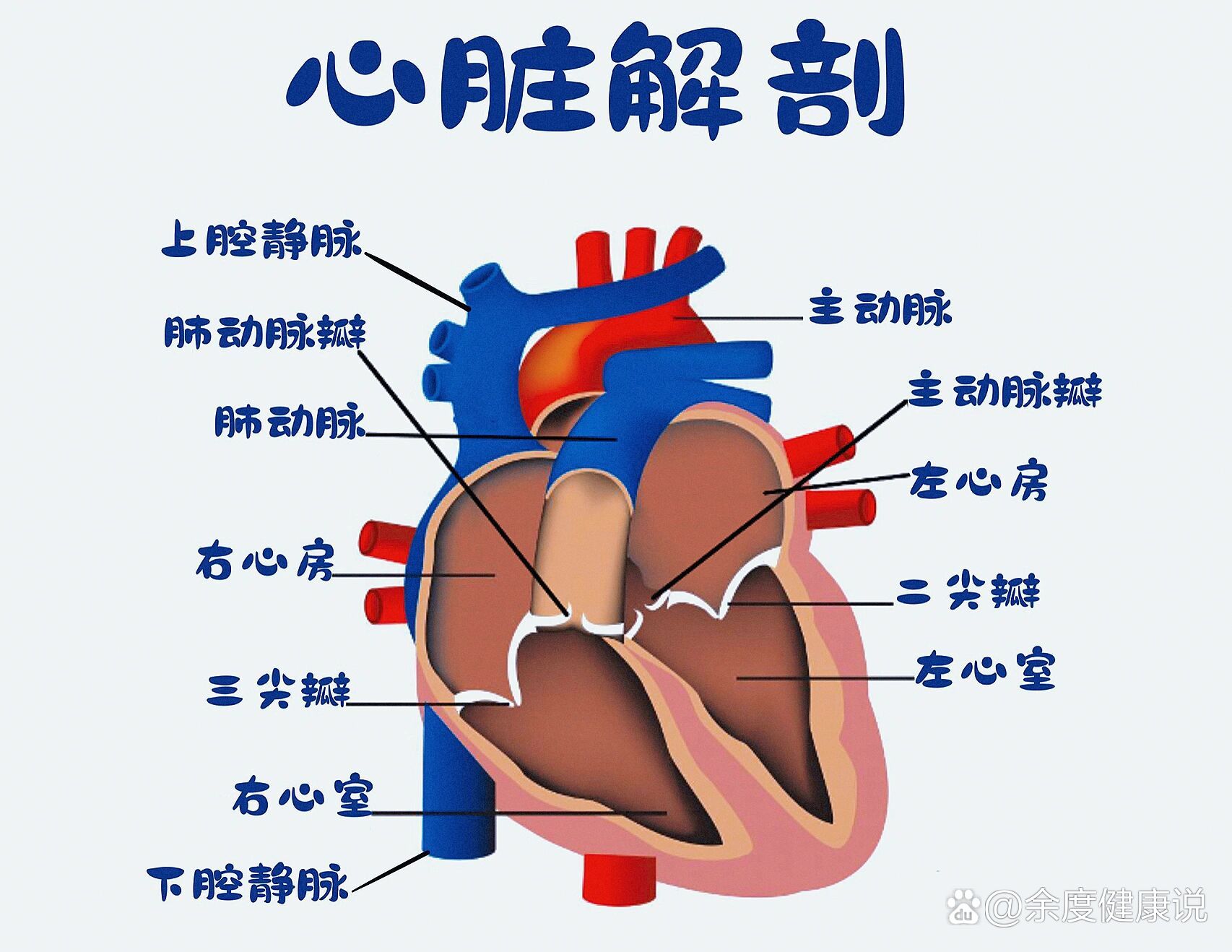 心脏解剖