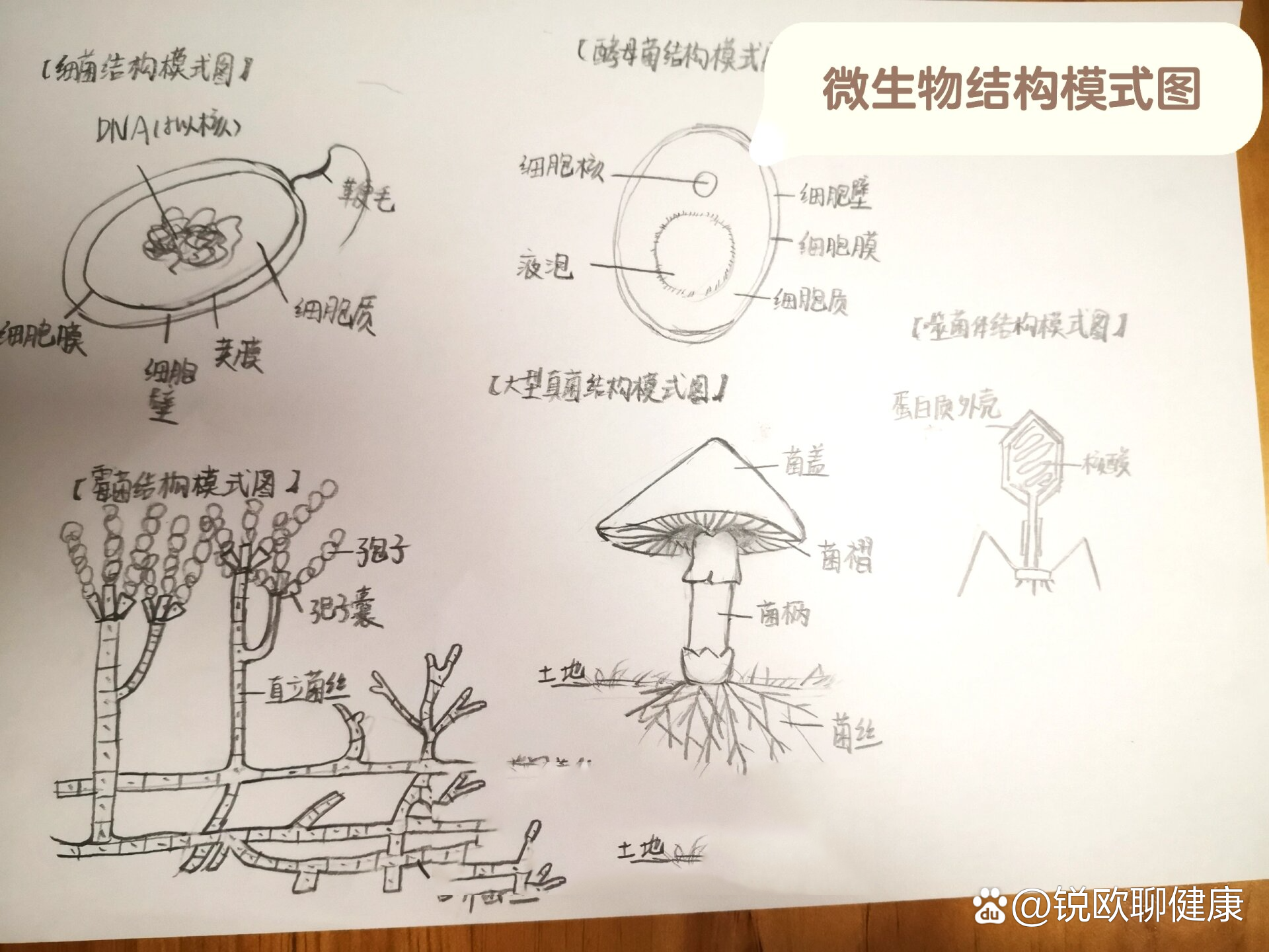 叶肉结构模式图图片