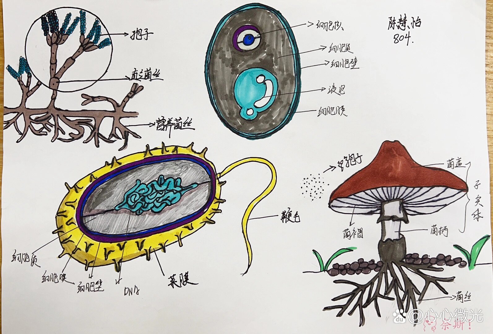 细菌结构图手绘图片